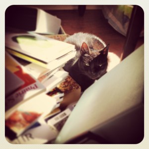 This is a photograph of Gertrude Stein in the middle of freaking LOVING the massive mess in my home office, which is probably the first symptom of super-angry cat rabies.