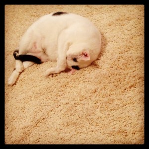 This is what I suppose Alice B. Toklas was doing when I was talking, when she wasn't creeping out the neighbors or eating a table or something.