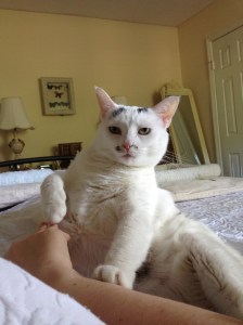 This is a story about Alice B. Toklas, and this story about Alice B. Toklas begins when Alice B. Toklas decided that she was tired of me petting her because I always, somehow, am doing it wrong.  She pushed my arm away to let me know just how wrongly I was doing it.