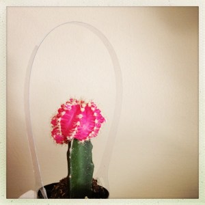 Look at this.  Isn’t it cute?  It’s a cactus with a brighter, trendier cactus grafted on the top (according to Urban Outfitters, neon is, like, so hot right now) (for lame hipsters).  And it turns out that now, cacti come in these little plastic pots with handles on them, like tiny and fashionable safety accessories.  You should probably try to figure that out before you gingerly pick it up from the bottom and everyone at Wal-Mart is like, What is wrong with you? (Not that you bought this cactus at Wal-Mart, because that would be lame.)