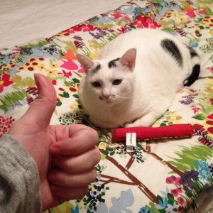 DON'T be ashamed of being a cat lady.  DO remember that your cats are single ladies just like yourself.  DO help them to have the best single Valentine's Day ever too by giving them absurd toys with absurd amounts of catnip in them. DON'T attempt to dance with them to Beyoncé songs.  They will so not like it.  They will hurt your face, they will so not like it.