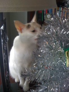 SHINY CAT CHRISTMAS TREE SNACKS