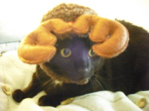 CAT CHRISTMAS ANTLER NO