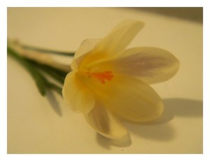 A flower of the same type if not the same color, exactly, as the thousand purples I use in the poem.